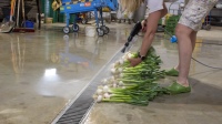 Damit das Waschwasser auch bei erhöhtem Grobschmutzanteil kontrolliert abgeführt wird, setzt der Meindlhof auf die Kastenrinne von Aschl. Das große Seiten- und Längsgefälle der Rinne sorgt für eine hohe Ablaufleistung. 