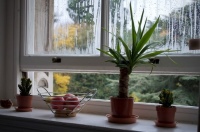 Beschlagene Fenster sind ein Anzeichen für ein schlechtes Raumklima. <br />Bild: www.unsplash.com, William Santos