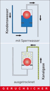 Der Kondensat-Siphon 138 hält mit und auch ohne Sperrwasser die Kanalgase zurück. Bilder: Dallmer