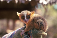Star der Danfoss Anzeigenkampagne: Der Mausmaki „Microcebus danfossi“ aus Madagaskar.