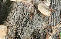 Holz gilt als günstiger, klimafreundlicher und erneuerbarer.......