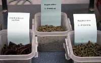Der Geltungsbereich der 1. BImschV  muss auch für Biomassepellets ausgeweitet werden.