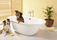 Hunde-Wellness liegt voll im Trend. Damit das tierische.......