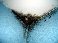 Schimmelpilze und Feuchtigkeitserscheinungen sind gesundheitsschädlich. Fotos: Schwedler