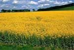 Mit Shell Thermo plusBio5 bietet Shell als erstes Unternehmen.......