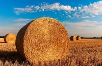 Schnell-Pyrolyse-Bio-Öl wird im Forschungsprojekt Residue2Heat aus land- und forstwirtschaftlichen Reststoffen hergestellt. <br />Bild: bogitw – pixabay.com