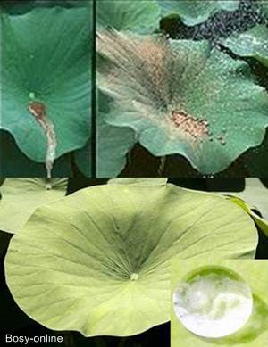 Lotosblume (Nelumbo)