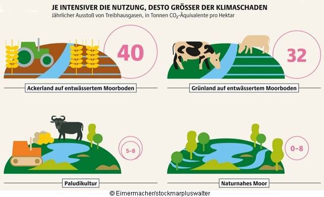 Anbau von Biomasse zum Heizen und Beweidung mit Wasserbüffeln:Paludikultur (land- und forstwirtschaftliche Nutzung nasser Hoch- und Niedermoore)ermöglicht nachhaltige und lukrative Moornutzung