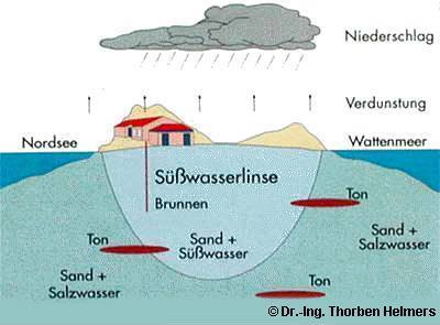 Süßwasserlinse