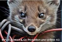 Ungeschützte Kabel und Leitungen fallen häufig Nagetierverbiss zum Opfer
